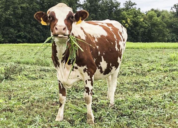 9 Facts about Jersey Cows