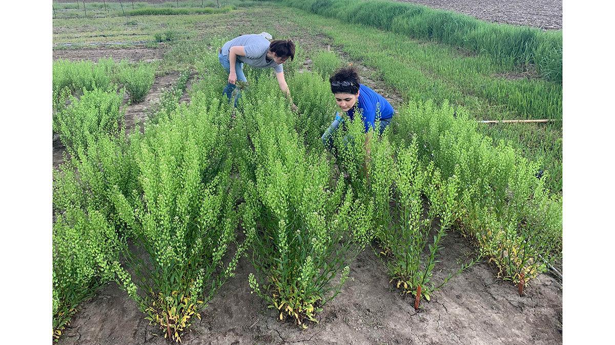 Illinois State University CoverCress plots