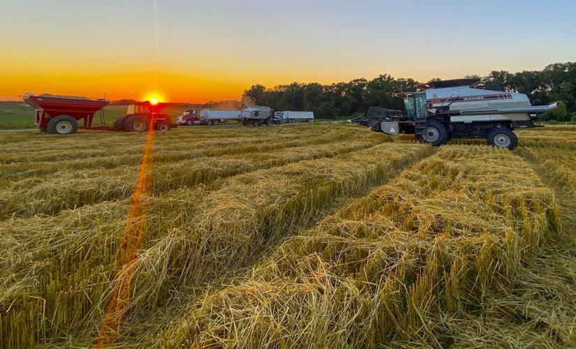Harvest oats