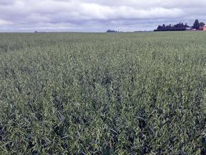 Oats in Minnesota 3.jpg