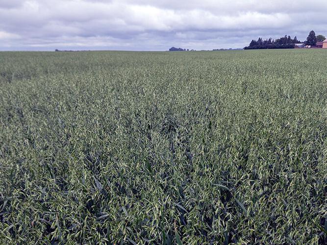 Oats in Minnesota 3.jpg