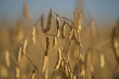 NDSU soybeans photo