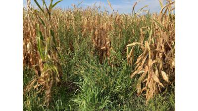 Weeds on field edges