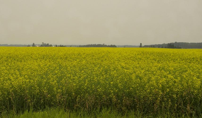 Canola