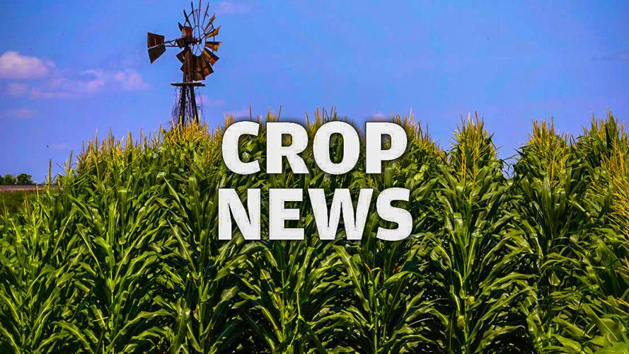 Crop News logo graphic version 2