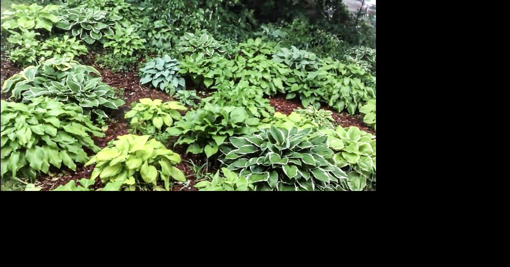 Hostas