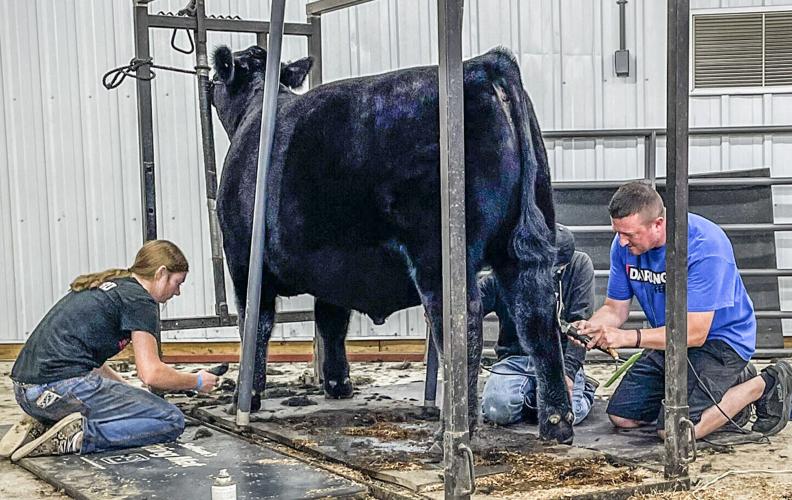 Matt Weigel and Ashlynn Norgard preparing steer for show
