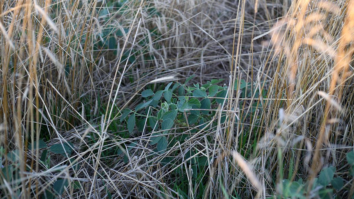 Cover crop