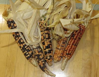 Long thought extinct, a native corn re-emerges in the heartland