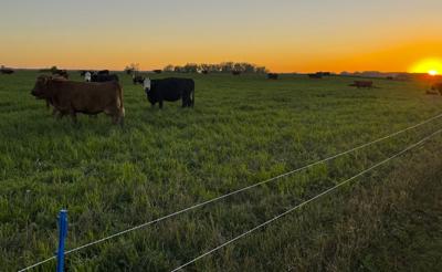 Cattle in field at sunset