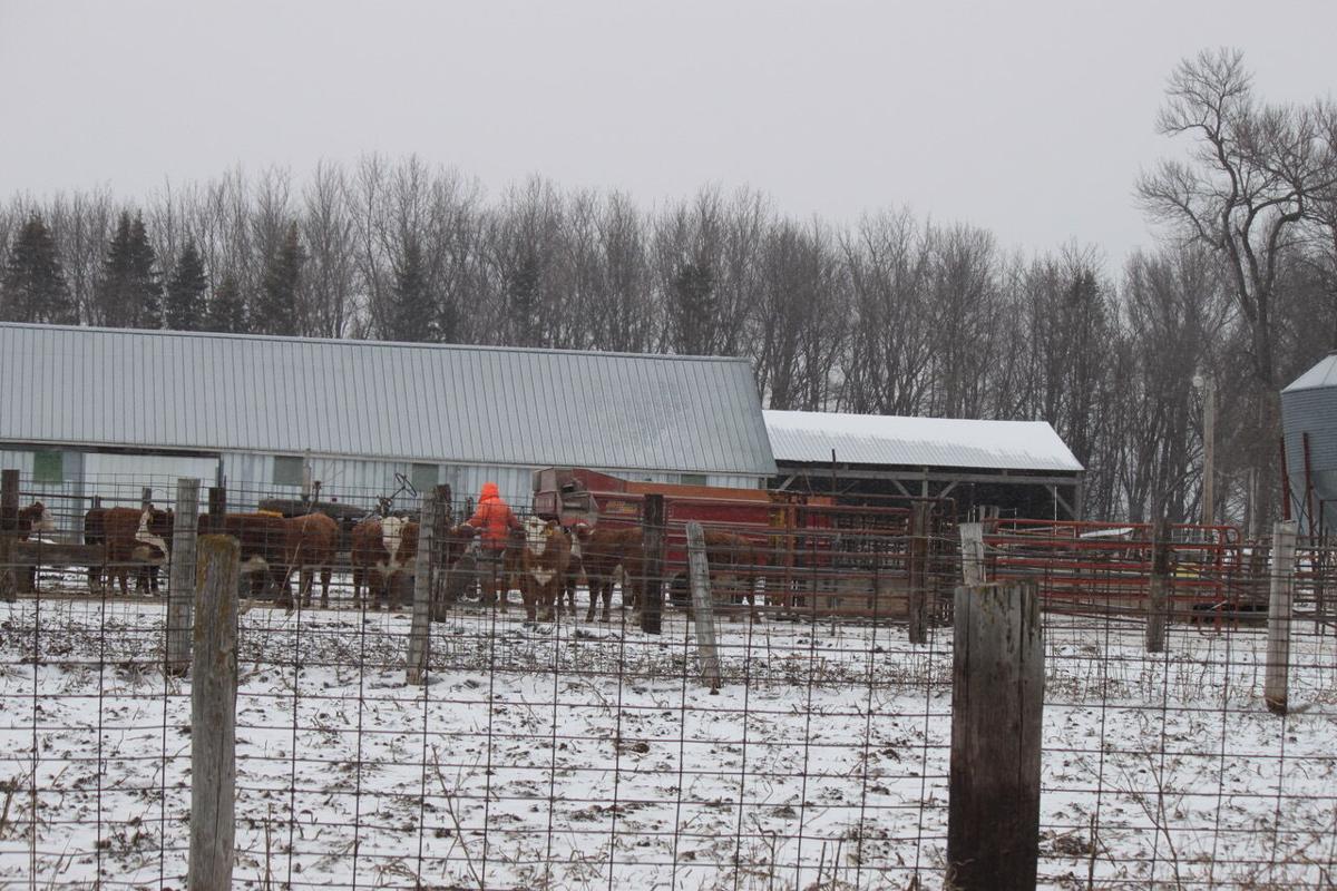 John Schafer feeds calves on a snowy day.