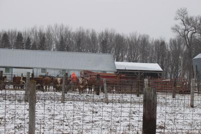 John Schafer feeds calves on a snowy day.