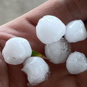 Hail at Spear Farm