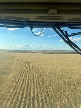 Lentil harvest disappointing on Wicks farm