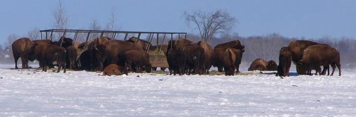 bison cows and calves are outwintered