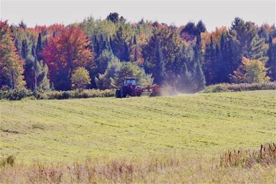 Alfalfa field is cut