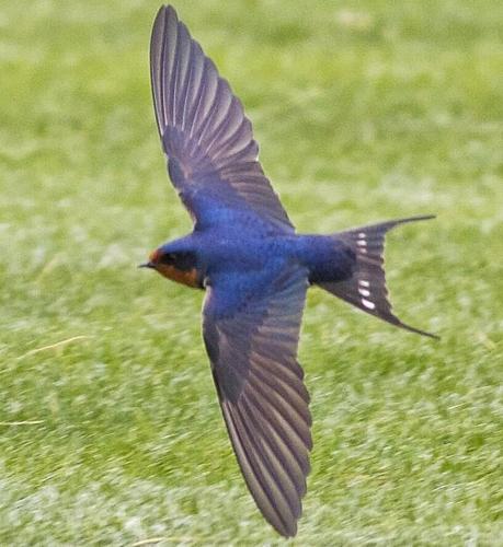 Barn swallow