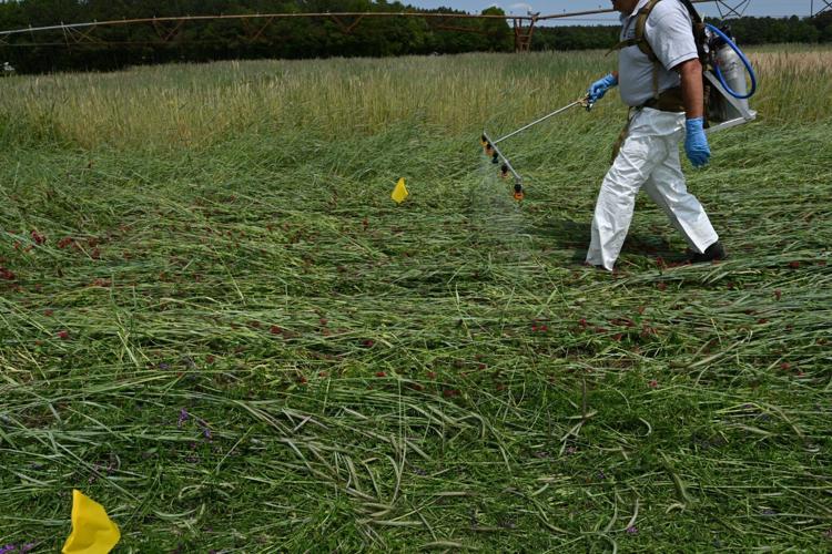Roll-crimped cover crops