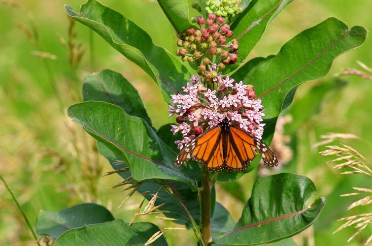 Monarch butterfly