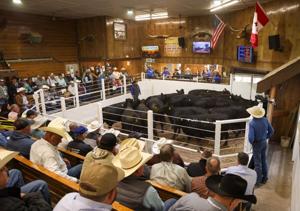 Auctioneering Championship 2.jpg
