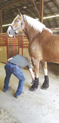 CCF Draft horse family - worked.jpg