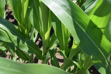 Tissue sampling builds a road map for successful corn management