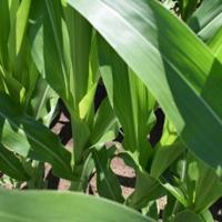 Tissue sampling builds a road map for successful corn management
