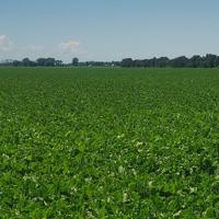 Sunflowers look ‘impressive’ at Klosterman farm