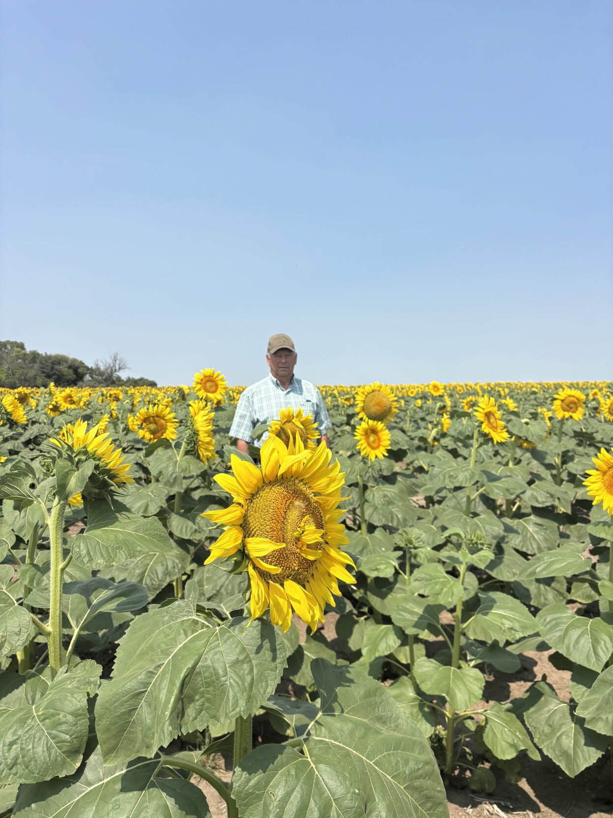 Sunflower soil health 4.jpg