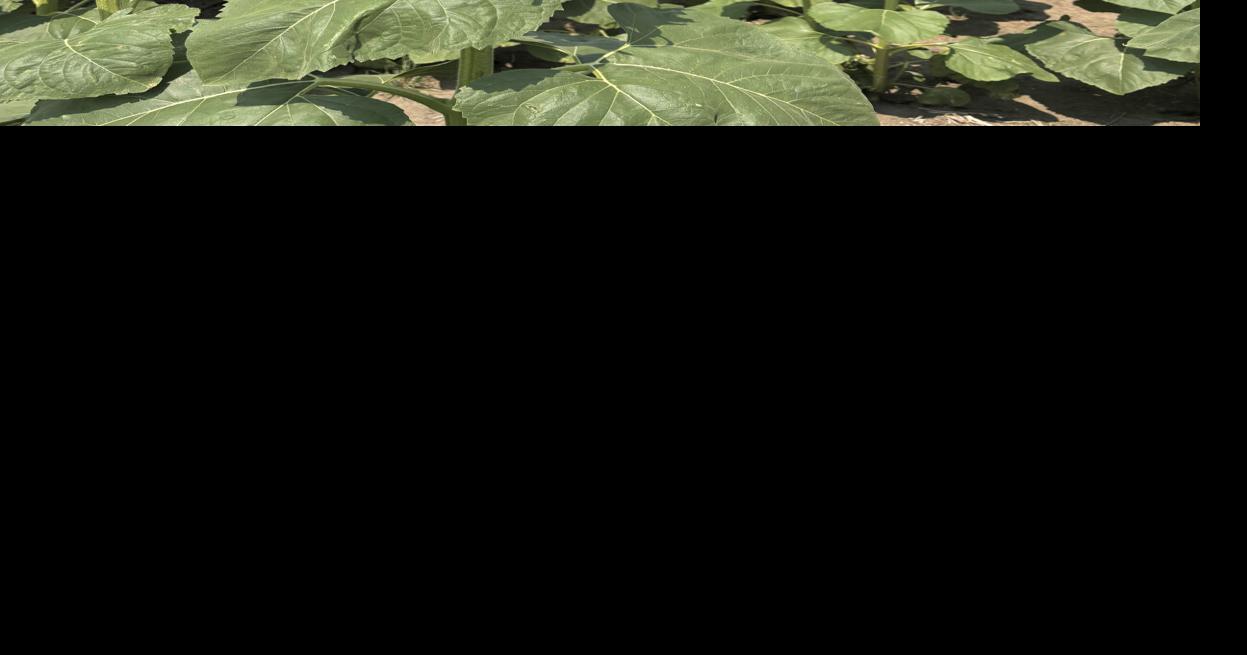 Sunflower soil health 4.jpg