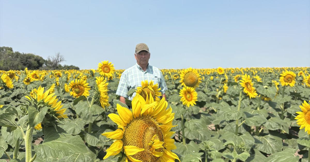 Sunflower soil health 4.jpg