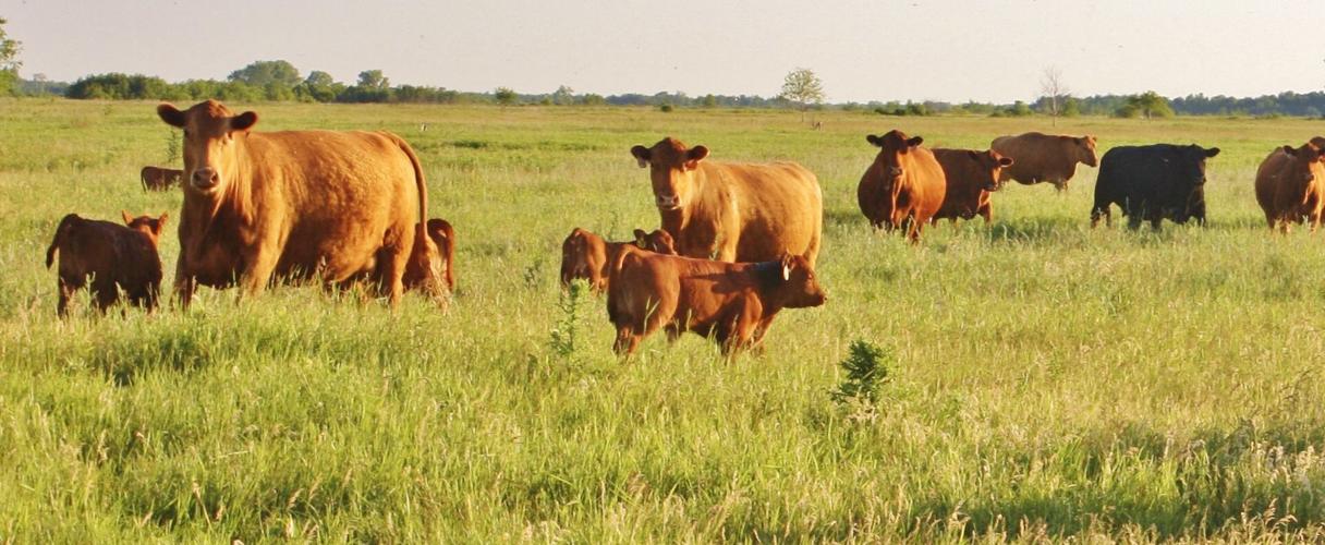 Red Angus cows and calves graze in field