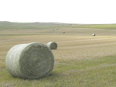 Montana hay