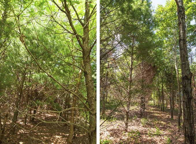 Forest stand