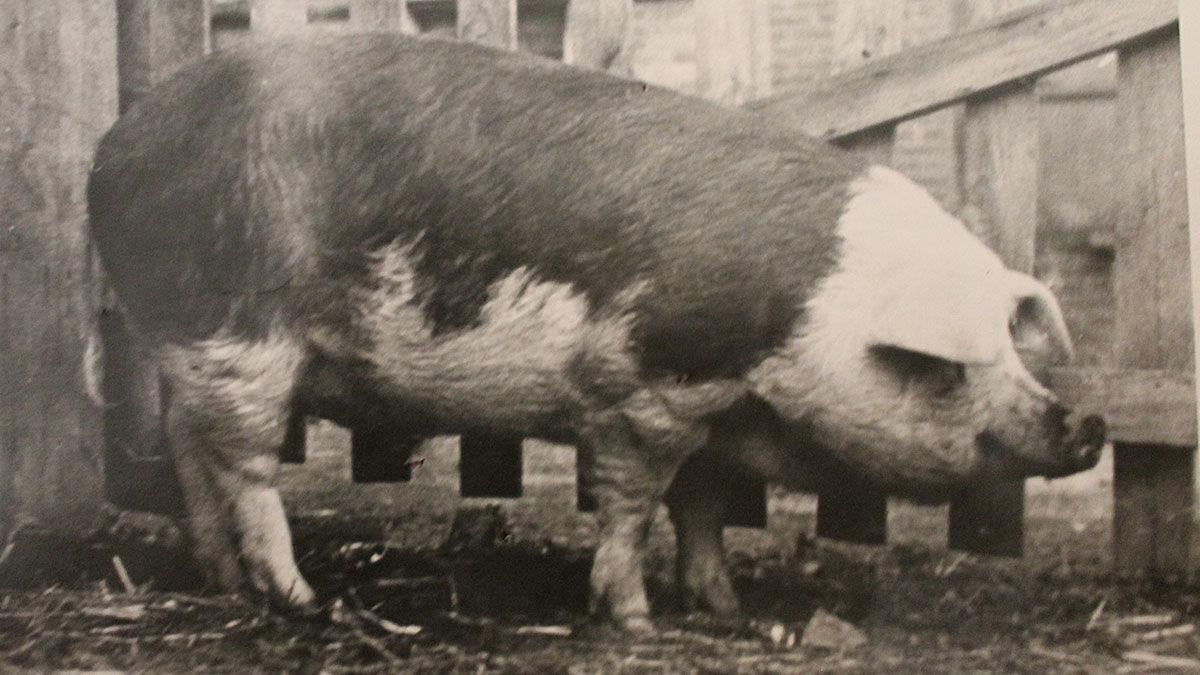 Hereford hog King Neptune