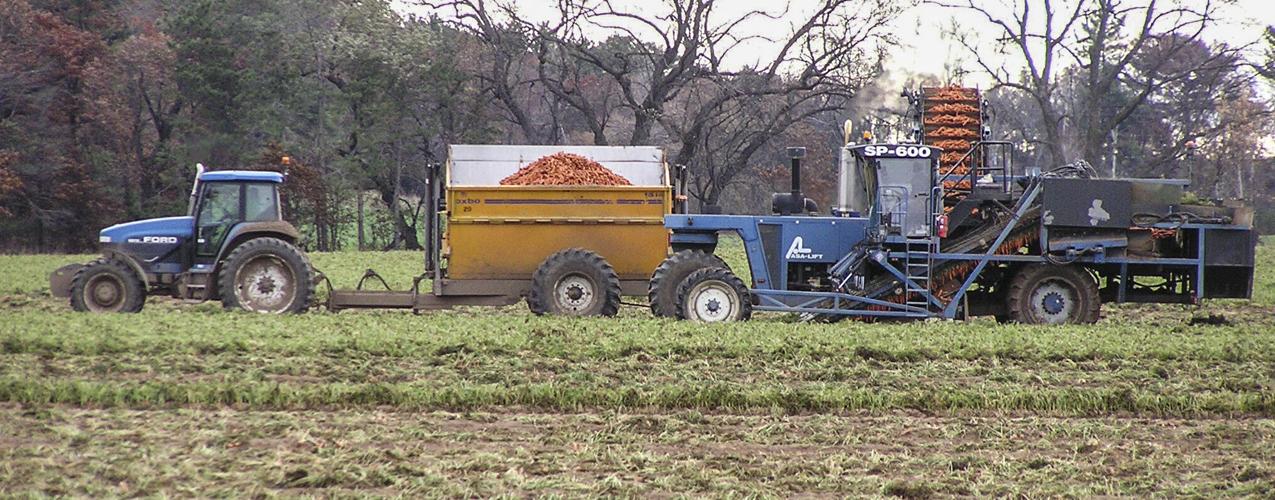 Carrot harvest