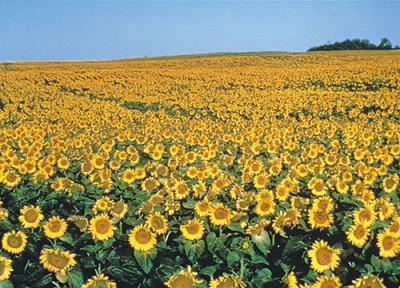 Sunflower Prices Mixed As We Get Used To Writing 2019 Crop Agupdate Com