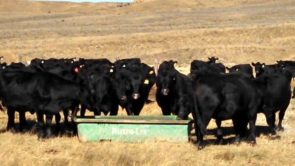 Everything for ranchers, farmers