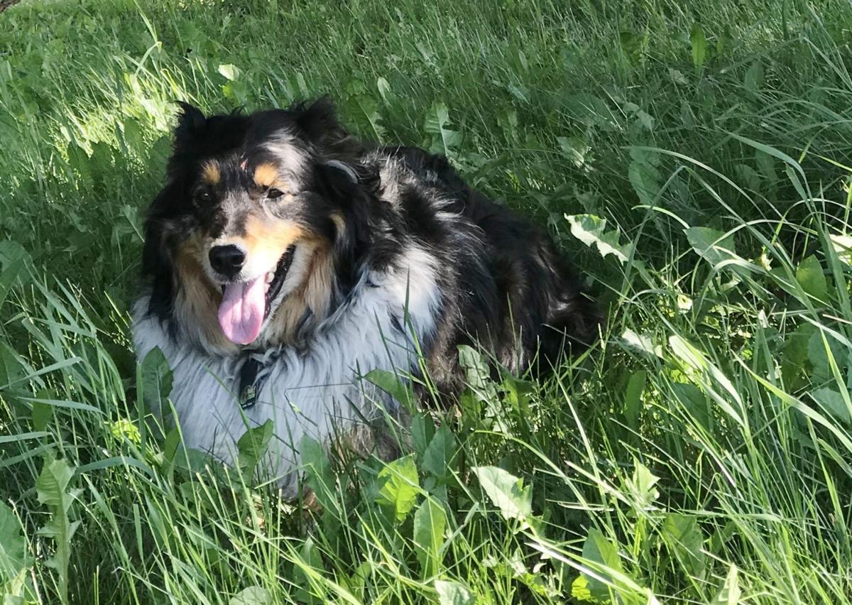 Candid Canine Corner Farm Life Agupdate Com