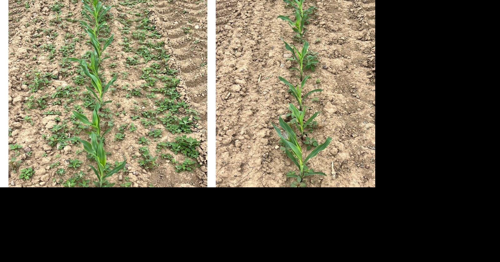 Corn rows before and after weed electrocution