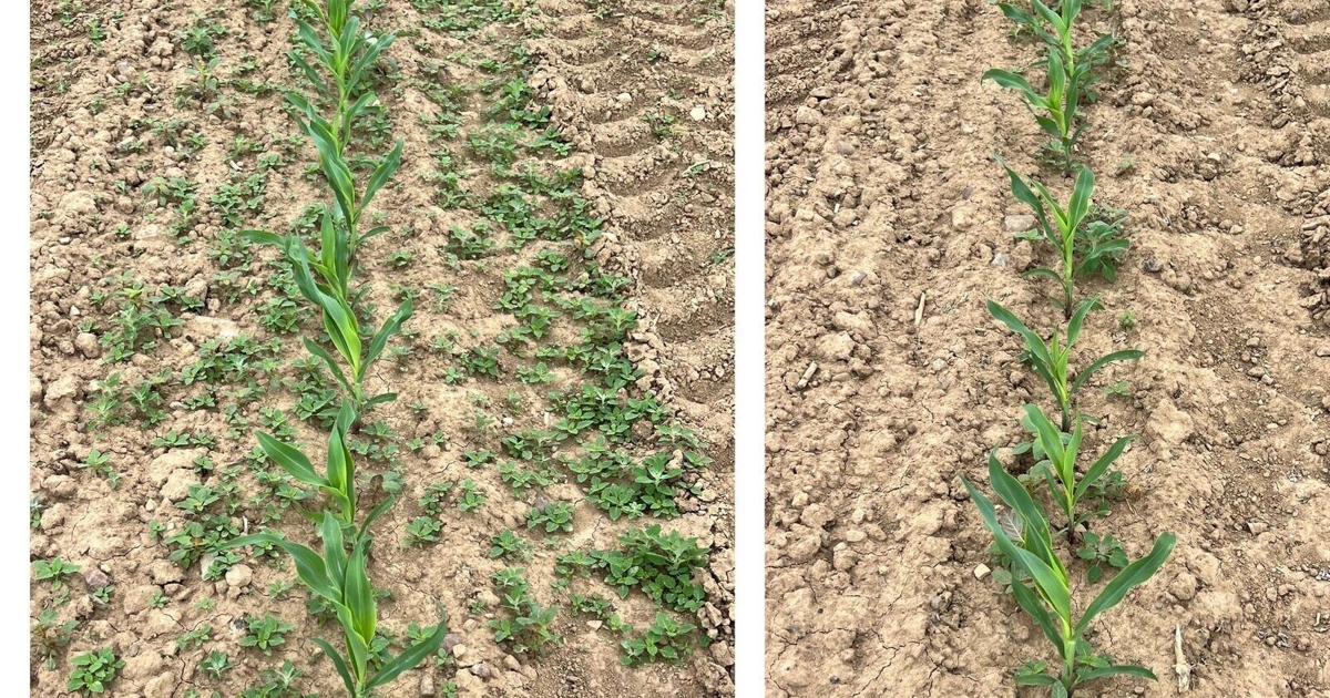 Corn rows before and after weed electrocution