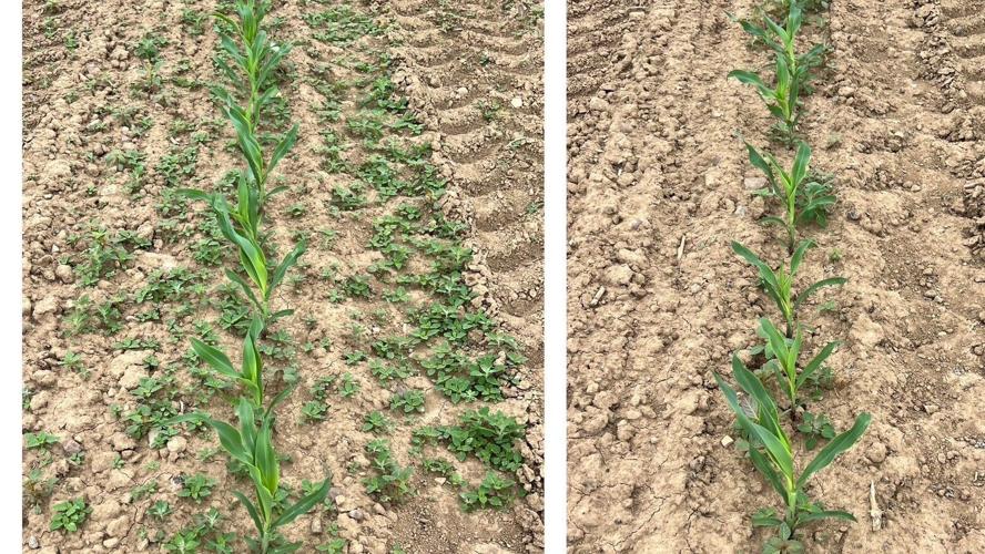Corn rows before and after weed electrocution
