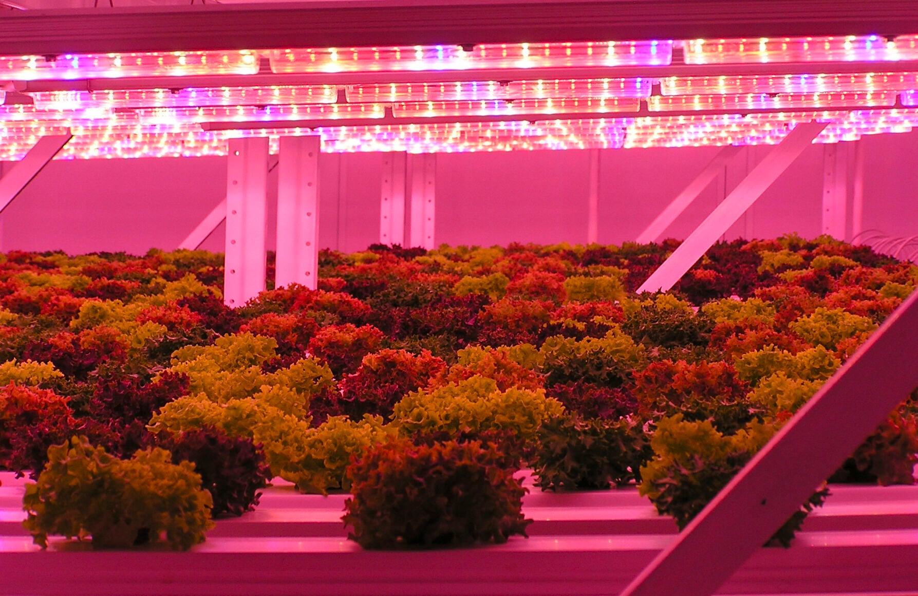 Connections grow from farm to table, part 2