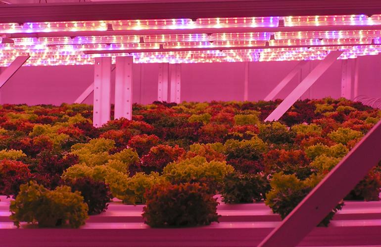 Plants grow