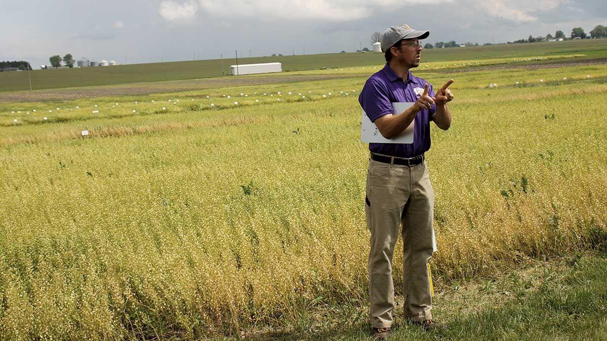 professor Mark Bernards explains pennycress and covercress