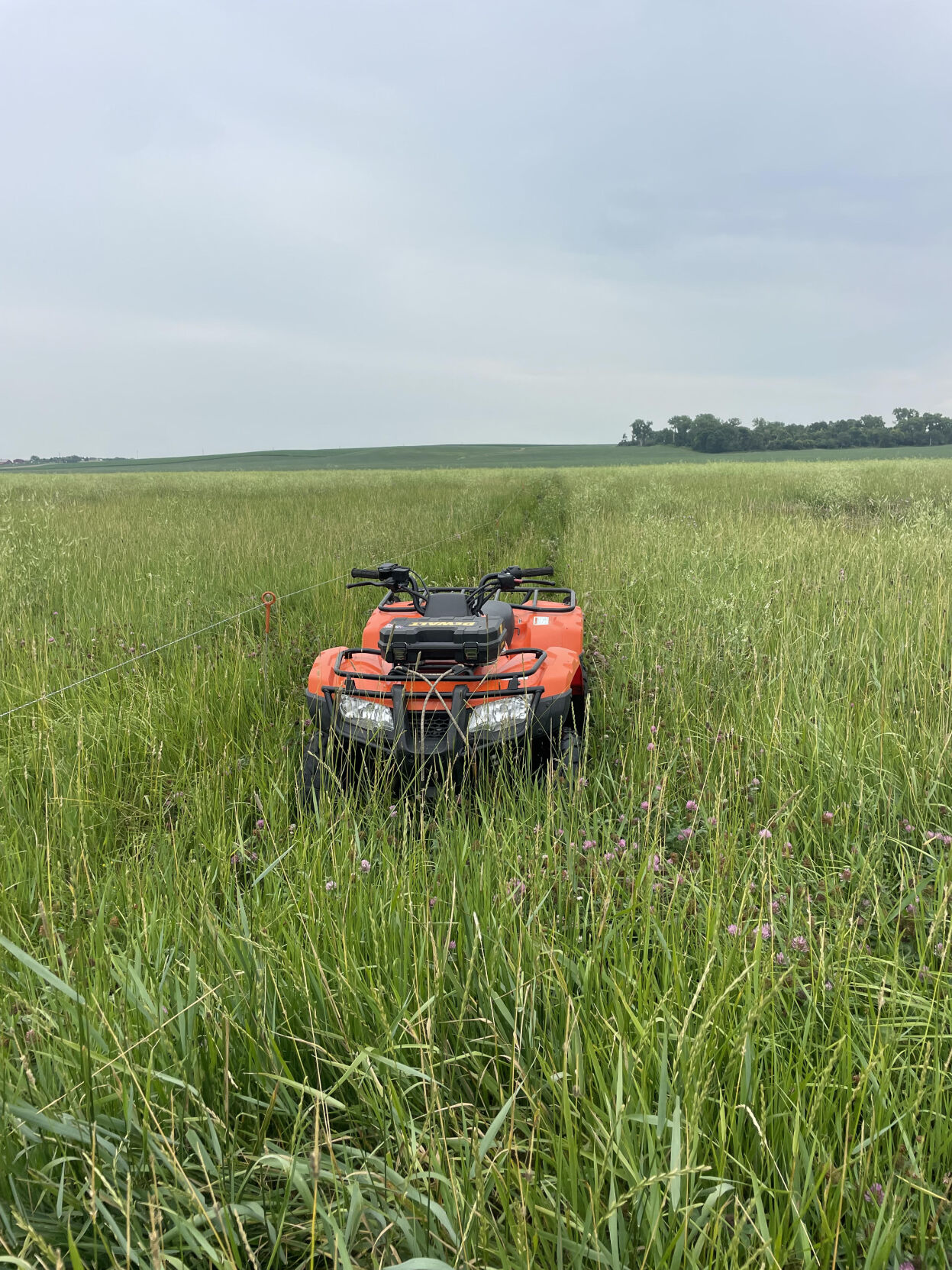 Red Clover and Sweet Clover Cross Fence.jpg