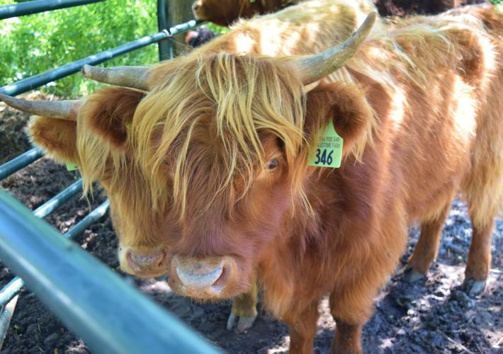 Elizabeth Scottish Highland