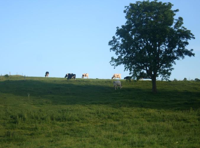 Dairy pasture walk