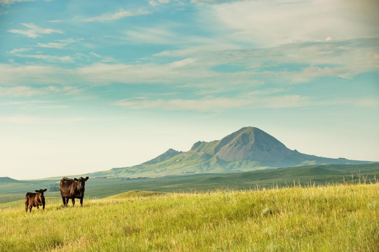 Bliar Brothers Angus (4).jpg