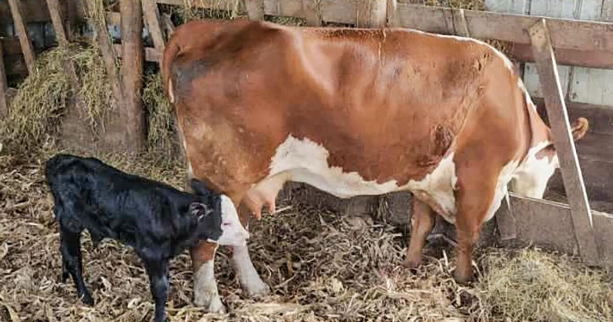 Stormy and Timberrrr